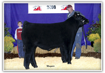 Champion Heavy Weight Crossbred Steer, 2008 VCCP
